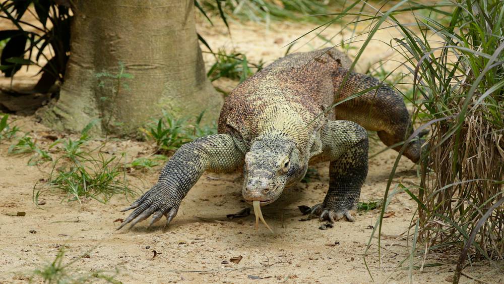 Komodo dragon's forked tongue